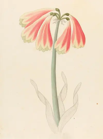 Cyrtanthus oblig [Cyrtanthus obliquus] av Clemenz Heinrich Wehdemann