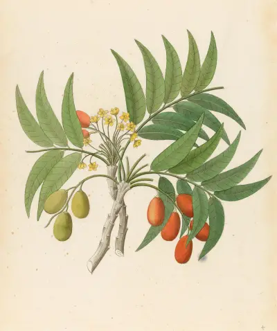 Decandria Mon. [Harpephyllum caffrum] av Clemenz Heinrich Wehdemann
