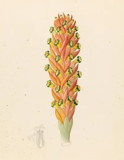 Didinamia angiosperma [Harveya hyobanchoides] av Clemenz Heinrich Wehdemann