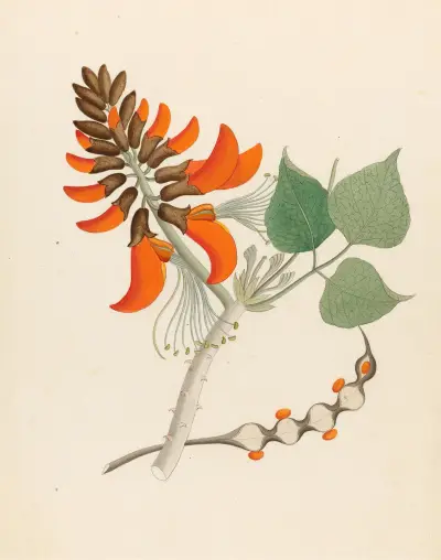Erythrina Caffras av Clemenz Heinrich Wehdemann