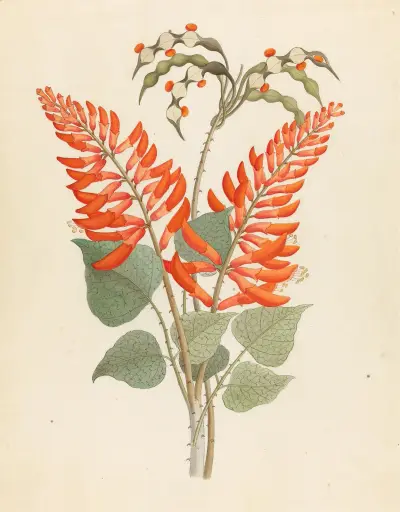 Erythrina, Nov. Specie [Erythrina humeana] av Clemenz Heinrich Wehdemann