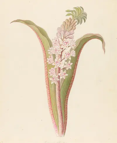Eucomis punctata [Eucomis autumnalis] av Clemenz Heinrich Wehdemann