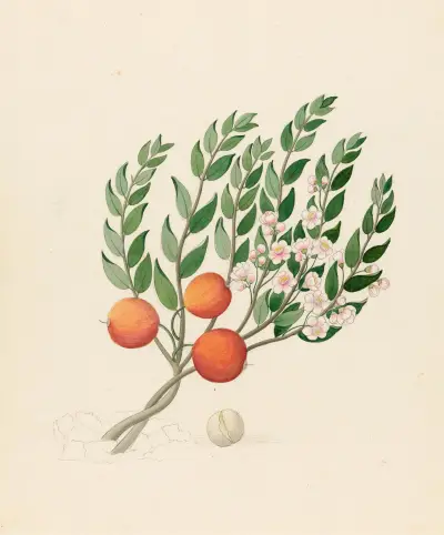Eugenia eller Jambo (Eugenia albanensis) av Clemenz Heinrich Wehdemann