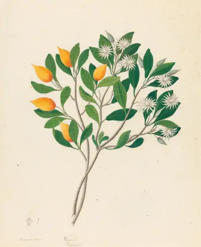 Hexand. Mono. [Mimusops obovata] av Clemenz Heinrich Wehdemann