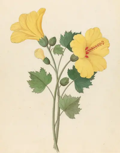 Hibiscus [Hibiscus calyphyllus] av Clemenz Heinrich Wehdemann