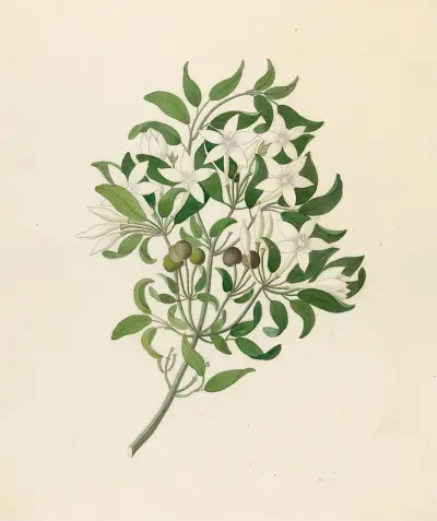 Jasminum angulare av Clemenz Heinrich Wehdemann