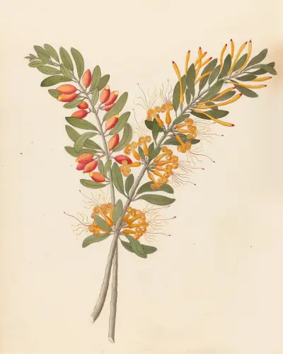 Loranthus N. Sp. [Moquiniella rubra] av Clemenz Heinrich Wehdemann