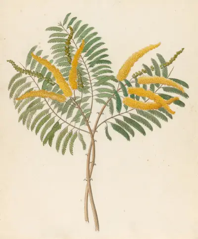 Mimosa [Acacia caffra] av Clemenz Heinrich Wehdemann