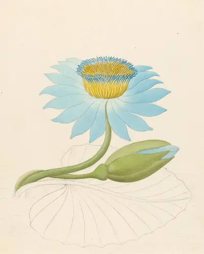 Nymphaea coerulea [Nymphaea nouchali] av Clemenz Heinrich Wehdemann