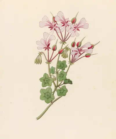 Pelargonium peltatum av Clemenz Heinrich Wehdemann