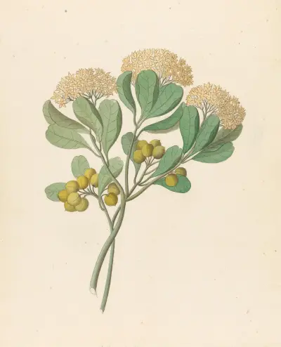 Pentandria Mon. [Pittosporum viridiflorum] av Clemenz Heinrich Wehdemann