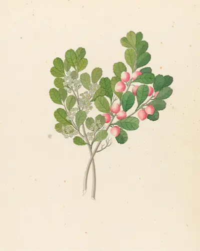Rhamnus [Cassine aethiopica (=Mystroxylon aethiopicum)] av Clemenz Heinrich Wehdemann