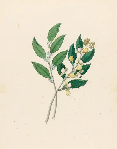 Rhamnus [Curtisia dentata] av Clemenz Heinrich Wehdemann