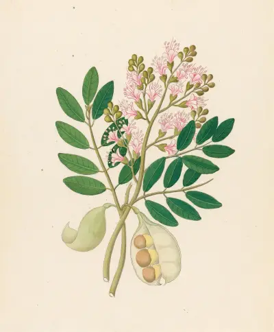 Schotia Nov. Sp. [Schotia latifolia] av Clemenz Heinrich Wehdemann