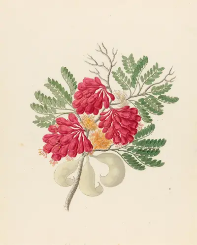 Schotia speciosa [Schotia afra] av Clemenz Heinrich Wehdemann