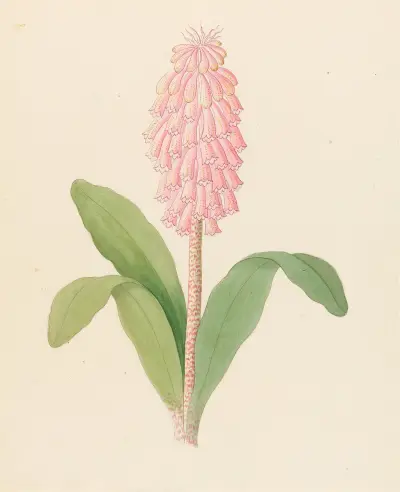 Veltheimia viridifolia [Veltheimia bracteata] av Clemenz Heinrich Wehdemann