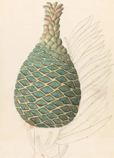 Zamia caffra [Encephalartos altensteinii female cone] av Clemenz Heinrich Wehdemann