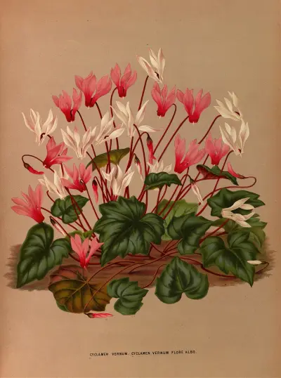 Cyclamen Vernum. Cyclamen Vernum Flore Albo. av Arentina Hendrica Arendsen