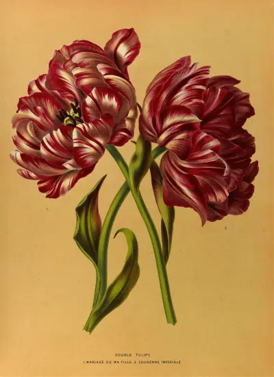 Double Tulips 1.Mariage De Ma Fl Lle. 2.Couronne Imperiale av Arentina Hendrica Arendsen