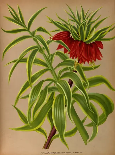 Fritillaria Imperialis Foliis Aureo Variegatis. av Arentina Hendrica Arendsen