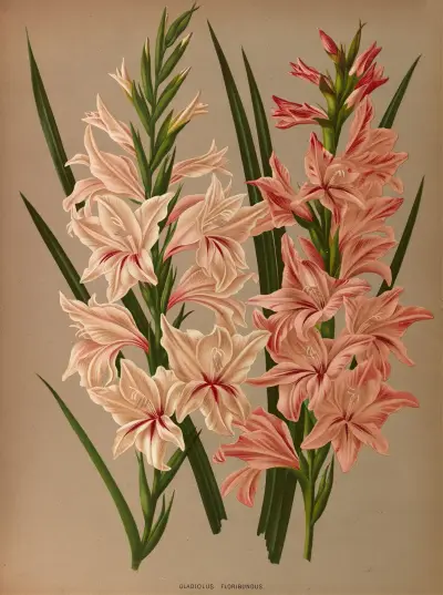 Gladiolus Floribundus av Arentina Hendrica Arendsen