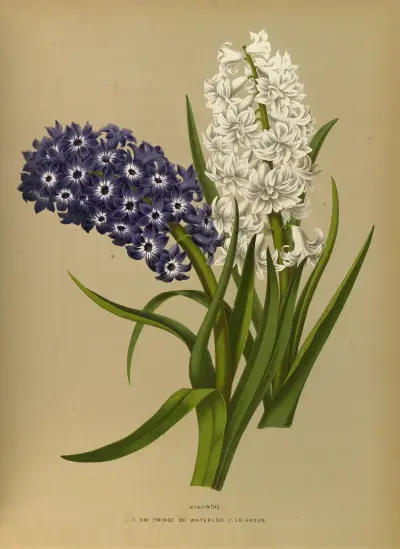 Hyacinths 10 av Arentina Hendrica Arendsen