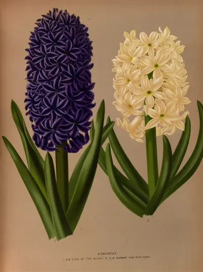 Hyacinths 6 av Arentina Hendrica Arendsen