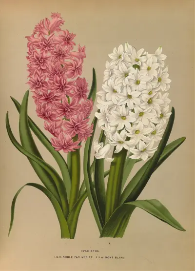 Hyacinths. D.R.Noble Par Merite. 2. Sw Mont Blanc av Arentina Hendrica Arendsen