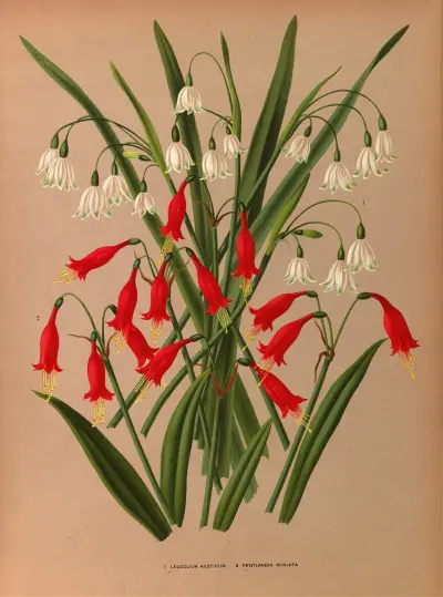 Leucojum Aestivum. 2 . Pentlandia Miniata. av Arentina Hendrica Arendsen
