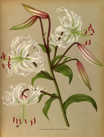 Lilium Speciosum Album ( Lancifolium Album) av Arentina Hendrica Arendsen