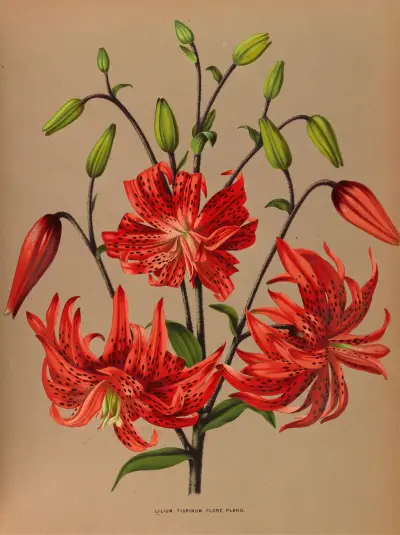Lilium Tigrinum Flore Pleno. av Arentina Hendrica Arendsen