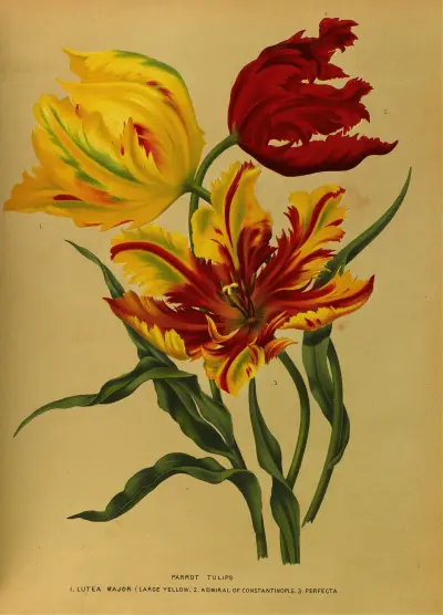 Parrot Tulips av Arentina Hendrica Arendsen