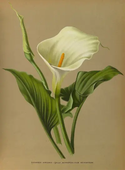 Richardia Africana av Arentina Hendrica Arendsen