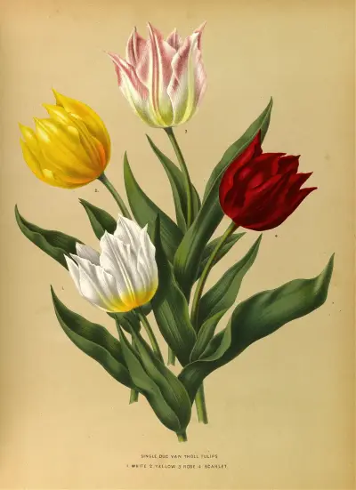 Single Duc Van Tholl Tuliips av Arentina Hendrica Arendsen