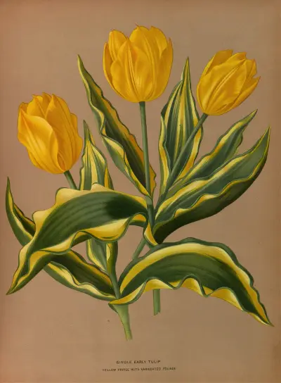 Single Early Tulip  Yellow Prince With Vartecated Foliage av Arentina Hendrica Arendsen