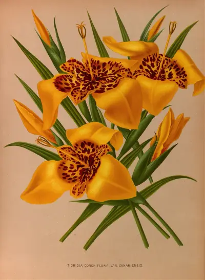 Tigridia Conchiplora.Var.Canariensis av Arentina Hendrica Arendsen