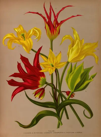Tulipa av Arentina Hendrica Arendsen