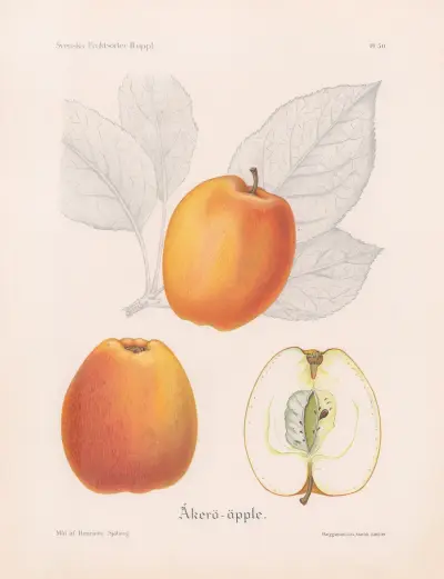 Åkeröäpple av Henriette Sjöberg