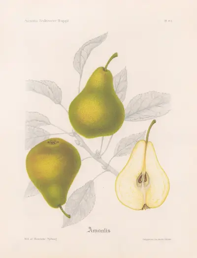 Amanlis av Henriette Sjöberg