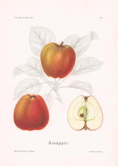 Årsäpple av Henriette Sjöberg