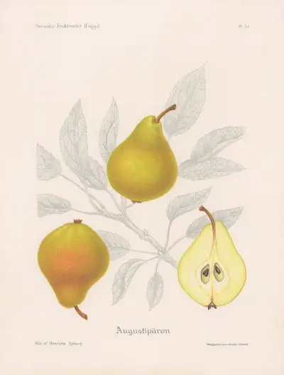 Augustipäron av Henriette Sjöberg