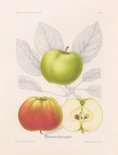 Bismarcksäpple av Henriette Sjöberg