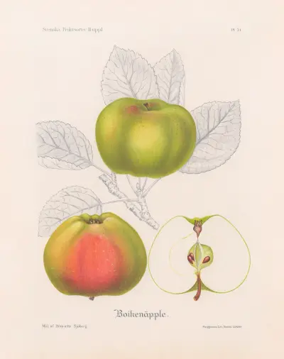 Boikenäpple av Henriette Sjöberg