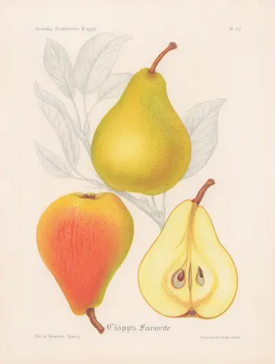 Clapp’s Favorite av Henriette Sjöberg