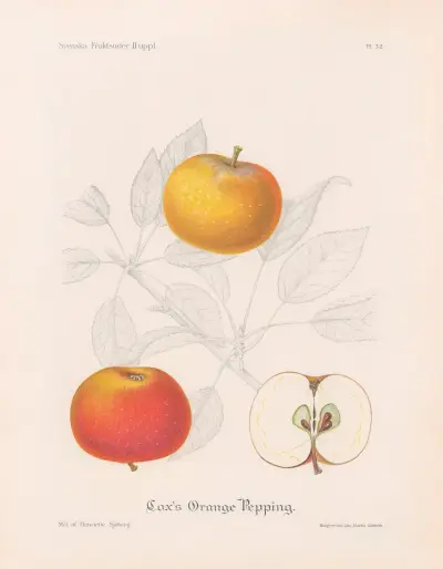 Cox’s Orange Pepping av Henriette Sjöberg