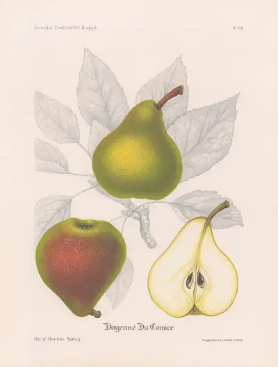 Herrgårdspäron (Doyenné du Comice) av Henriette Sjöberg