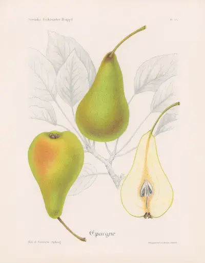 Epargne av Henriette Sjöberg