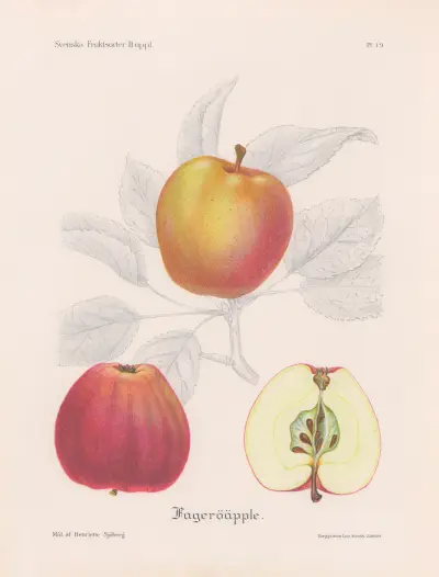 Fageröäpple av Henriette Sjöberg