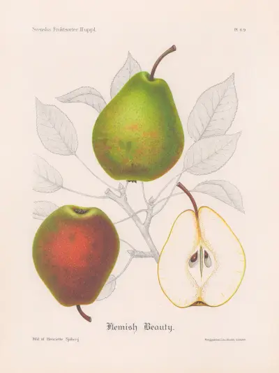 Flemish Beauty av Henriette Sjöberg