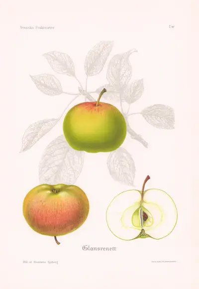 Glansrenett av Henriette Sjöberg